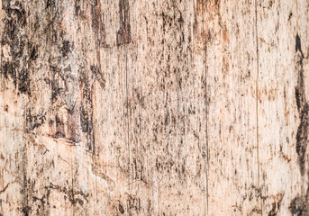 Real tree old wooden texture. Wood background with brown green structure. Natural forest rustic photo. Ecological pine bark.