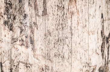 Real tree old wooden texture. Wood background with brown green structure. Natural forest rustic...