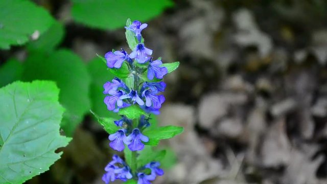 Ajuga reptans, bugle, blue bugle, flower, blue