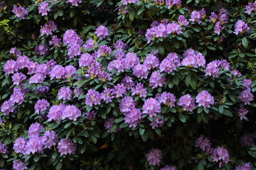 Obraz premium rhododendron bush in the park