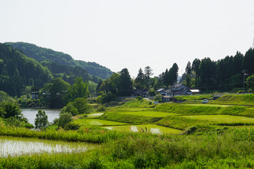 Spring of Sengoku rice terrace, Hakui city, Ishikawa.  千石棚田の春