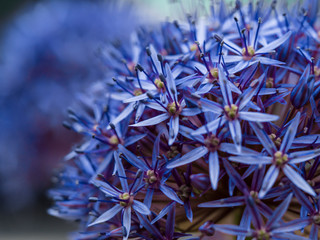 Flower Close-Up