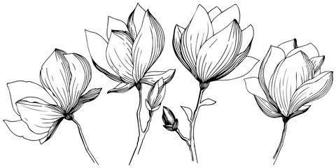 Magnolia in a vector style isolated. Full name of the plant: magnolia. Vector olive tree for background, texture, wrapper pattern, frame or border.