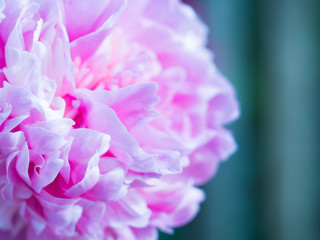 Fototapeta premium Flower Close-Up