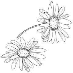 Daisy in a vector style isolated. Full name of the plant: daisy. Vector olive tree for background, texture, wrapper pattern, frame or border.