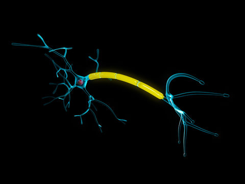 Neuron anatomy 3d Illustration, isolated black background