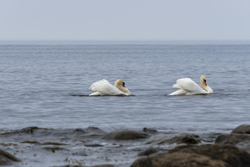 Fototapeta na wymiar Couple of swans in Sweden