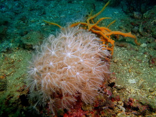 Soft coral