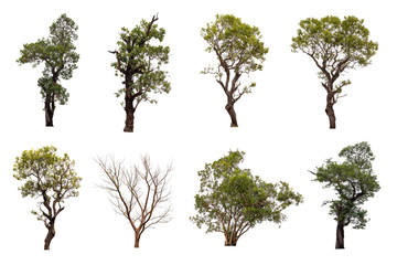 Tree collection isolated on white background.