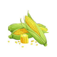 fresh corncob illustration