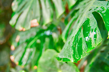 Tropical foliage Monstera plant in natural conditions, with moisture from the rain. Dirty leaves, white spots. Selective focus.