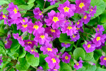 Close-up bunch of garden purple flowers