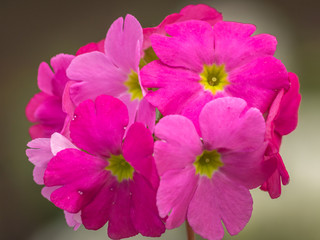 Beautiful pink Perennial primrose or primula or primula polyanthus flowers in the spring garden.