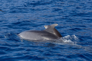 Beautiful dolphin swimming. Dolphin jumping above blue water in the Ocean