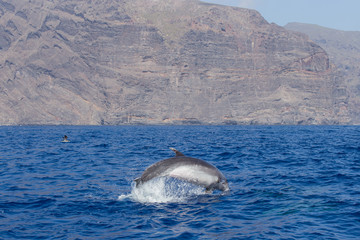 Beautiful dolphin swimming. Dolphin jumping above blue water in the Ocean