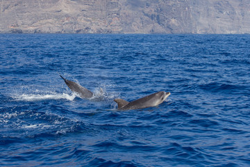 Beautiful dolphin swimming. Dolphin jumping above blue water in the Ocean © Irina