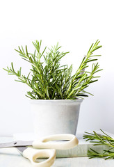 Rosemary plant in a white bowl