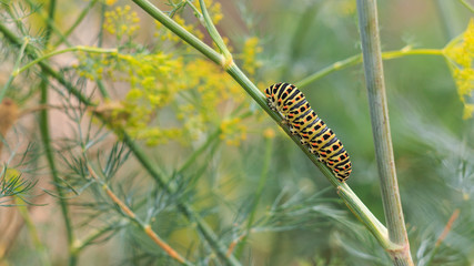 Catterpillar of Papilio machaon nearing its final days as a caterpillar. Crawling on a fennel.