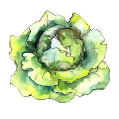 Obraz premium Green cabbage vegetables in a watercolor style isolated. Full name of the vegetablles: cabbage. Aquarelle vegetables for background, texture, wrapper pattern or menu.