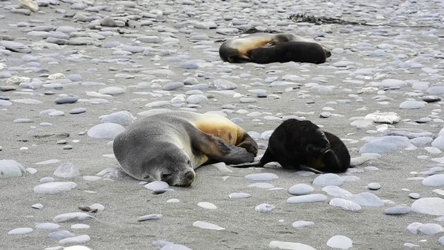 Antarctic fur seal pup close