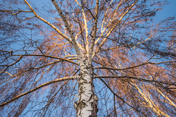 Big birch with earrings against the sky. Spring.