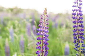 Lupine field with pink purple and blue flowers. Bunch of lupines summer flower background. Lupinus.