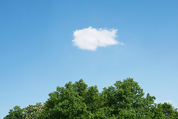blue sky with single white cloud over green treetops, horizontal nature background with copy space