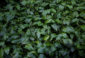 Green leaf background