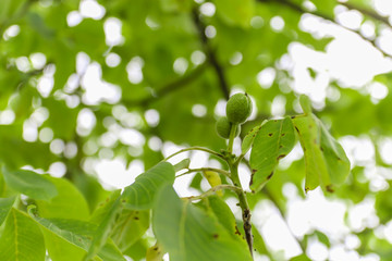 Fototapeta na wymiar Young fruit of the walnut with green shell on branch with green leaves.