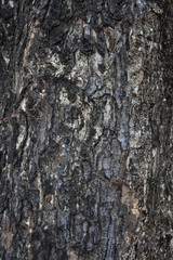 Close up the tree bark of big tree.