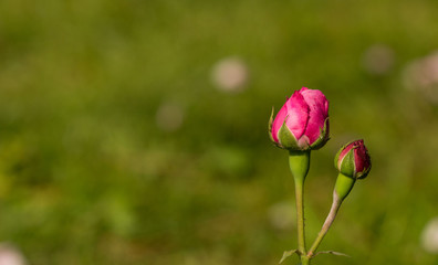 Obraz premium red tulip in the field