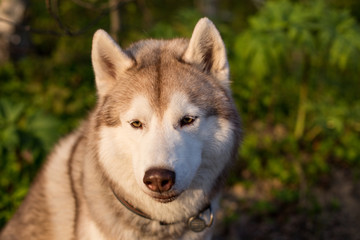 Close-up image of dog breed siberian husky in the forest on a sunny day. Portrait of friendly husky dog on green grass background