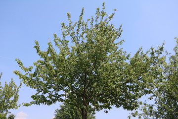 Cherry tree with ripe fruits in summer in Germany