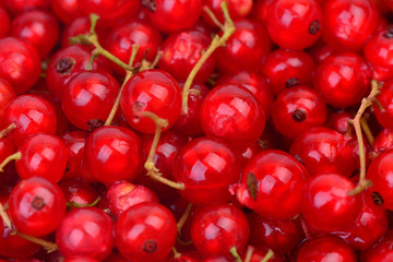 Red currant berry