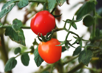 Close up red tomato on the tree with leaves.