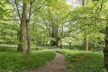 Fototapeta premium Forest at Stenshuvud National Park in Sweden