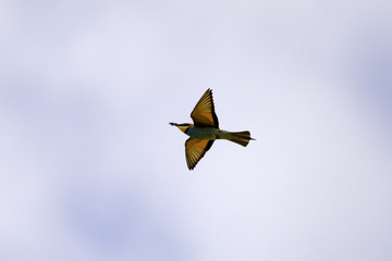 Bee eater birds (Merops apiaster) in various postures