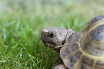 Portrait einer Steppenschildkröte. Russische Vierzehen-Schildkröte (Testudo horsfieldii, Agrionemys horsfieldii) sitzt im Gras. Nahaufnahme mit selektivem Fokus