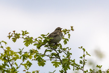 Corn bunting (Miliaria calandra) perched on a twig, singing