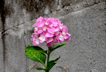 Isolated pink-white flowers with leaves. The background is cement wall.