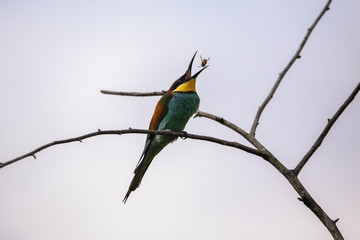 Bee eater birds (Merops apiaster) in various postures