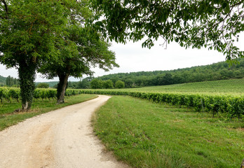 Fototapeta na wymiar Vineyards in the south west of France in Le Lot's region