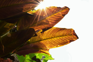 Morning sunshine when view under the big brown leaves and green on left side hand of white background, another part is blanked for texture.