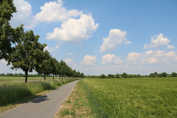 Fototapeta na wymiar Summer cornfield on the outskirts of Leipzig, Germany