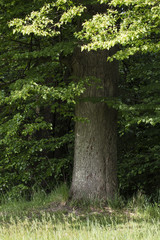 The lime tree in the meadow in detail.