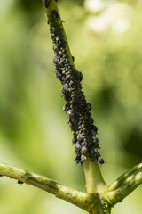 Black aphids on black stalk.