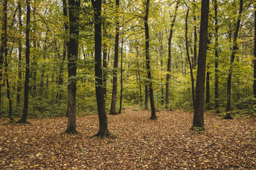 Autumn forest. The leaves in the trees turned yellow.