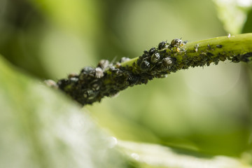 Black aphids on black stalk.