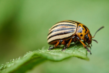 Closeup of colorado beetle