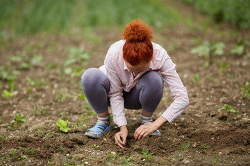 Farmer woman planting pepper